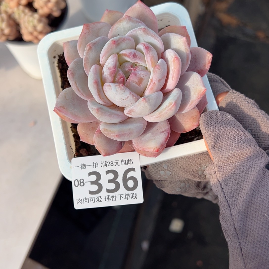 橙梦露多肉多肉多肉