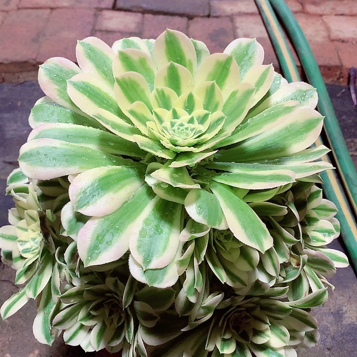 迈巴赫，多肉植物