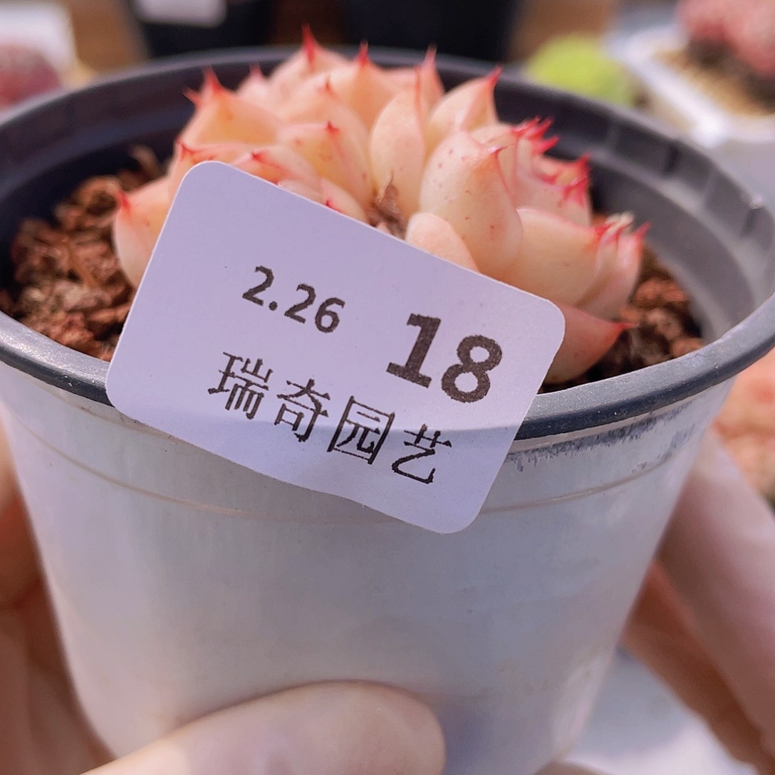 0000 000000000018量拍