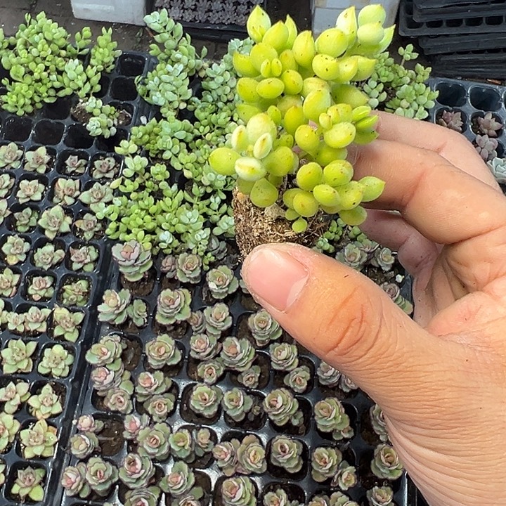 达摩福娘 满10颗包邮