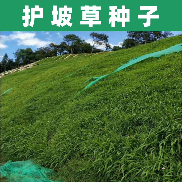 【生态复绿草籽】绿化工程草籽狗牙根草坪种子护坡高羊茅复绿黑麦草
