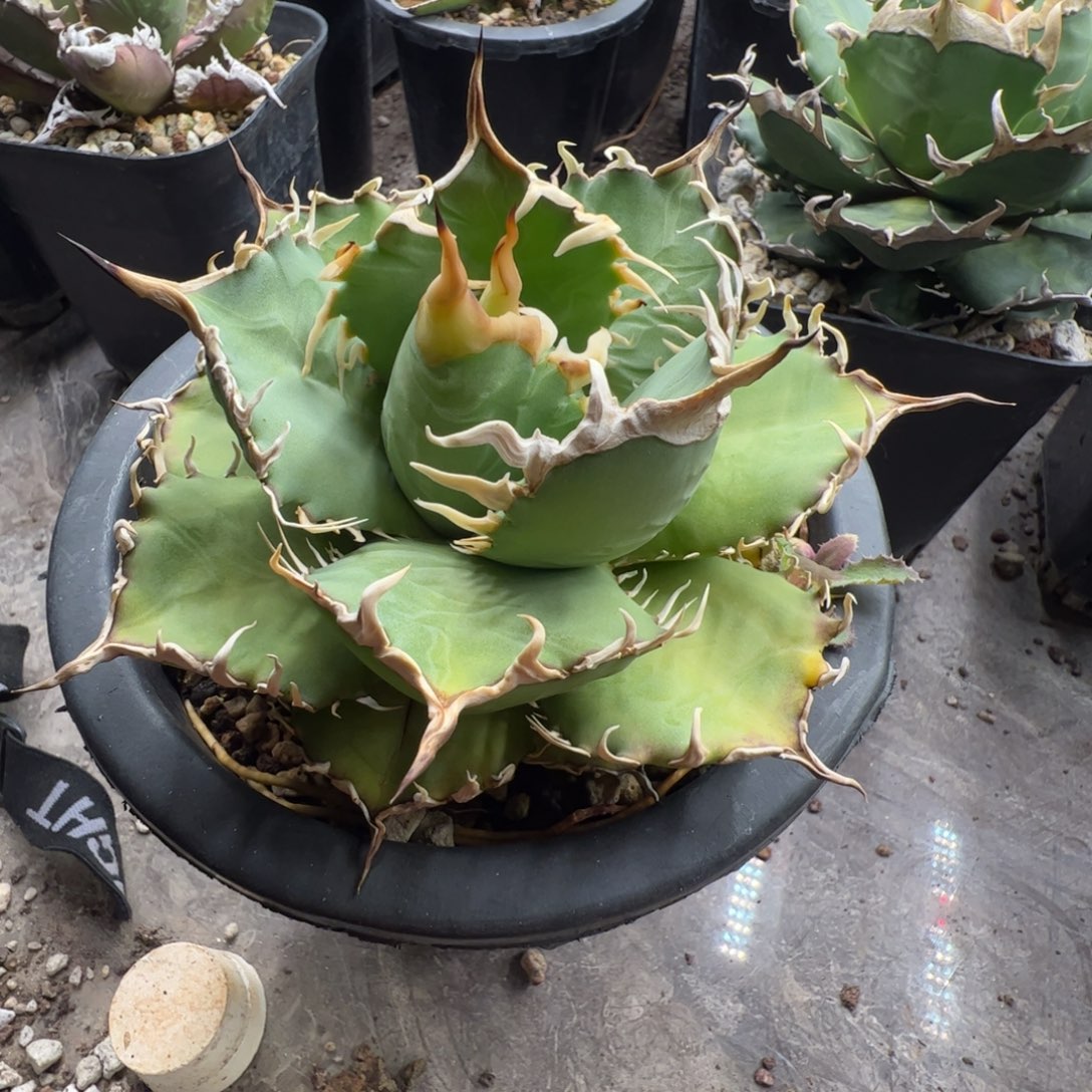 大***喵三个芽子大大大大大