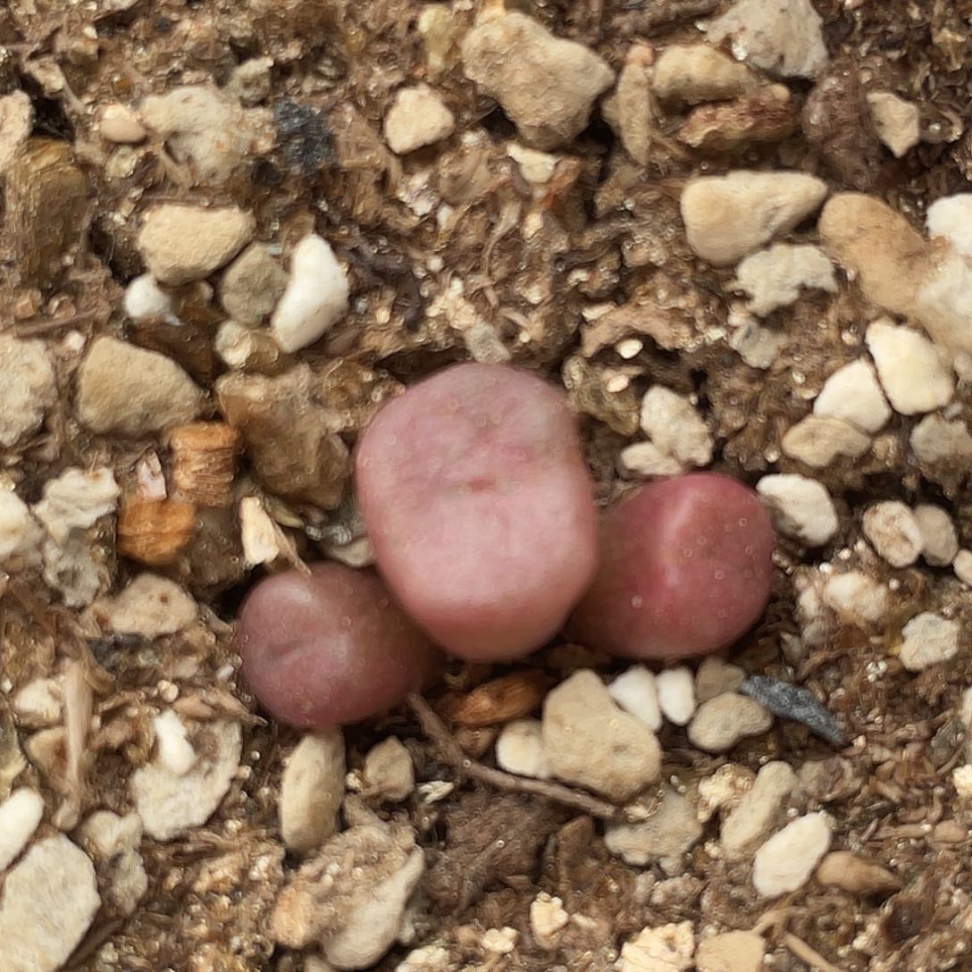 20-54猪鼻子多肉植物