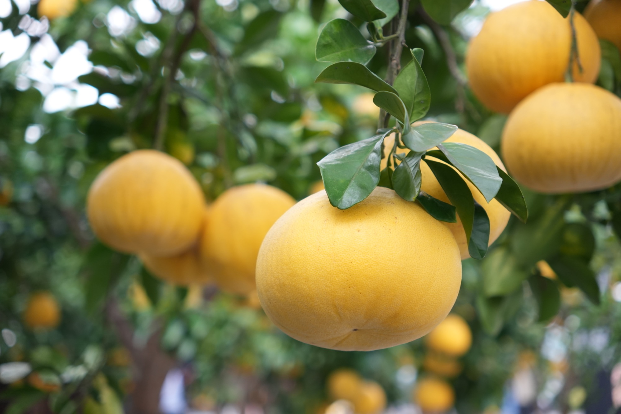 正宗优选百年老树精品柚1枚（单枚净重＞3斤）