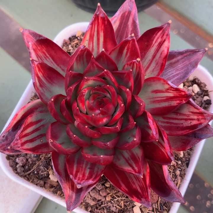 星*惊鸿仙子补差价锦上园艺一物一拍