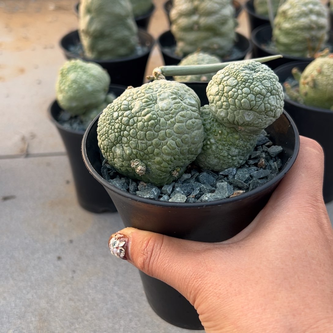 哈**文W2345678998764