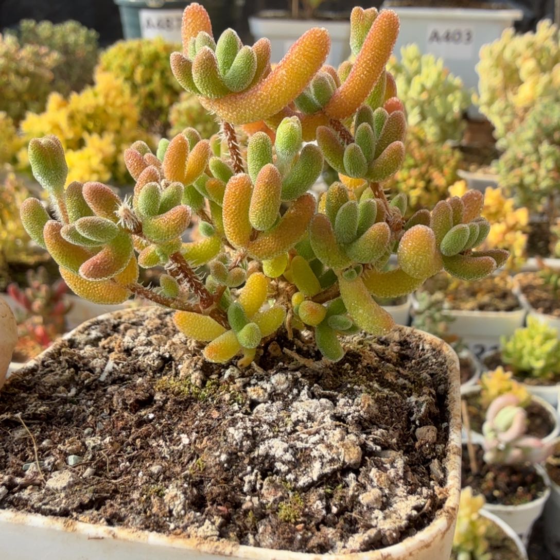 A655琉璃枝干28包邮