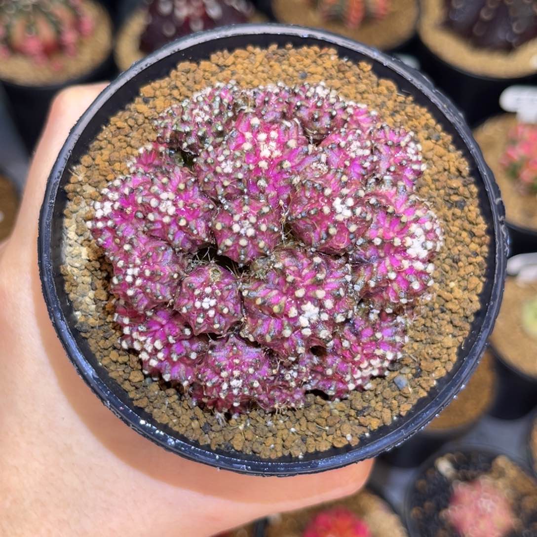 紫罗兰海神 米哈仙人球