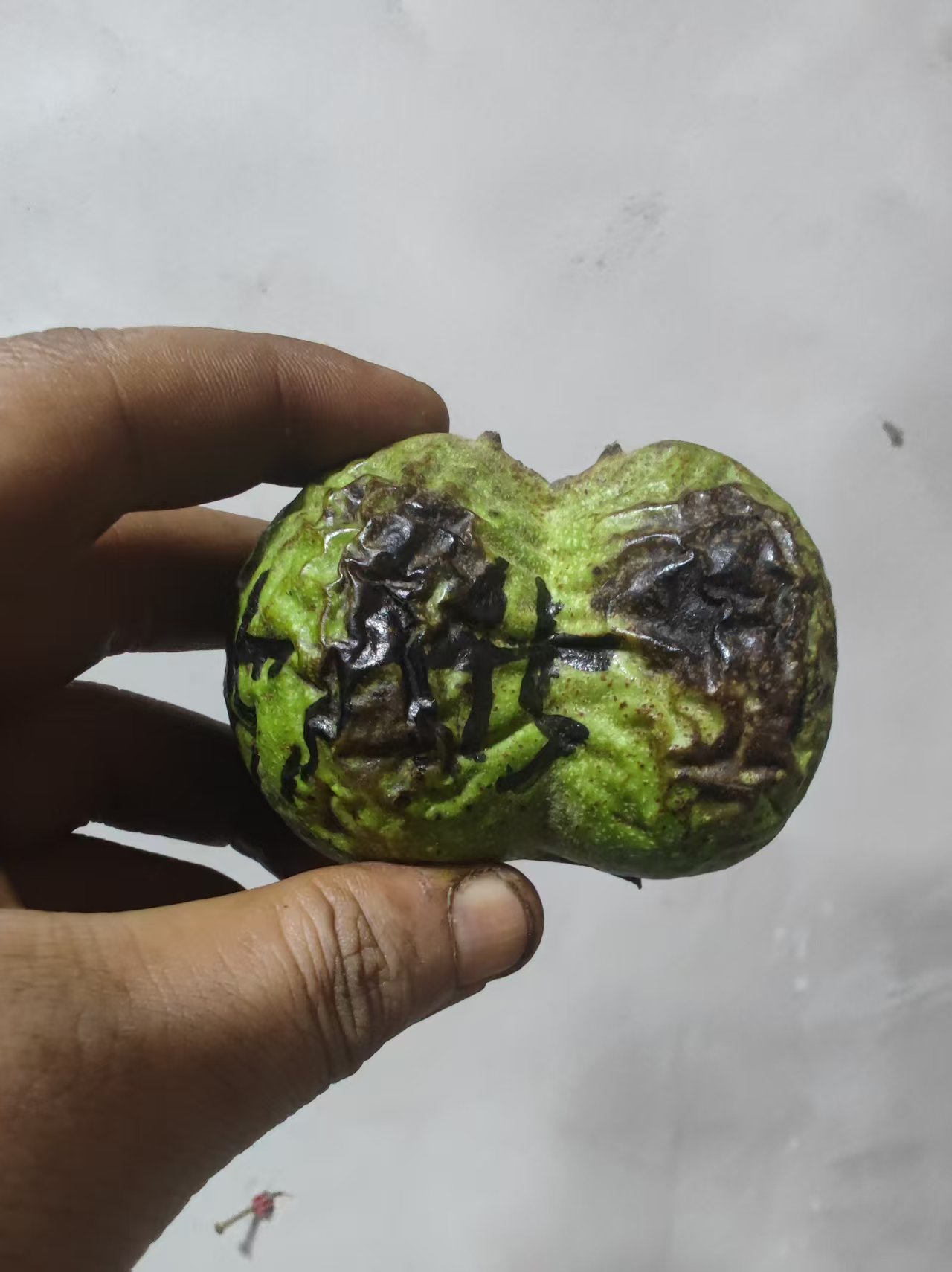 白狮子文玩核桃只保品种1个--A45