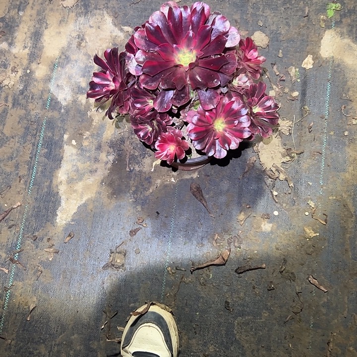 不包侧枝一物一拍32