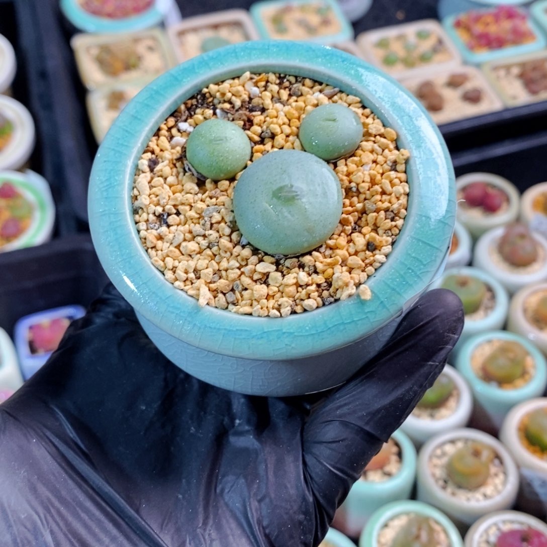 2122-超级大饼紫花 带盆