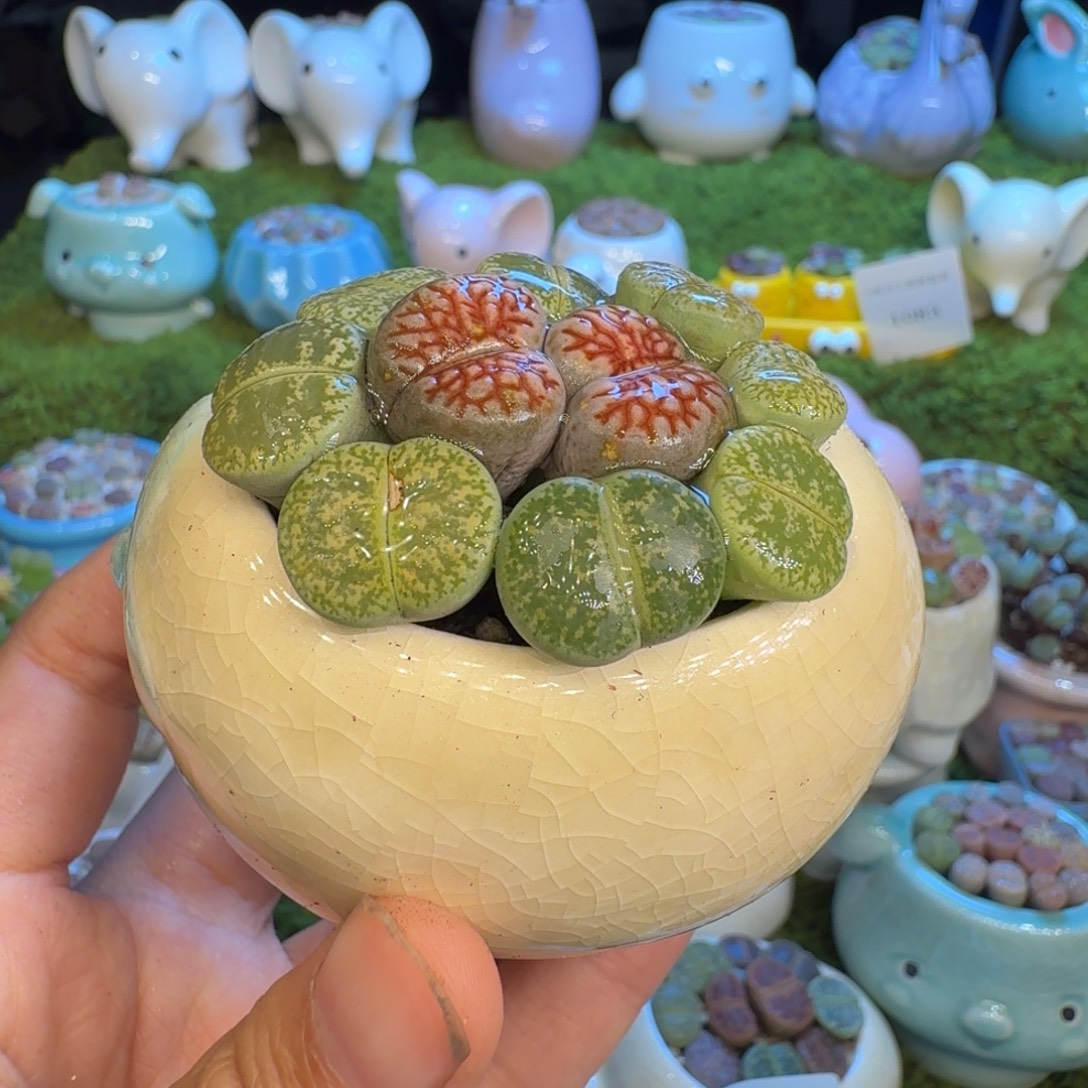 怡***然多肉福利冲冲冲1084