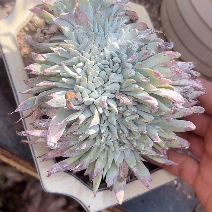 仙女杯多肉植物提取