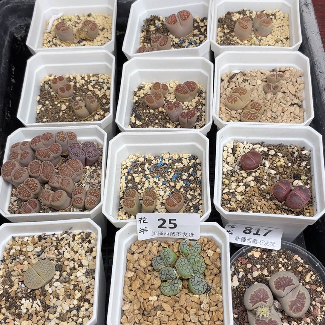 阿***增35000000花花花花花花花