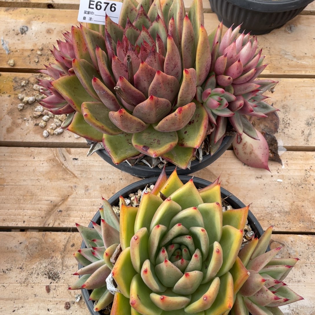 无花朵若如东云组拍E676