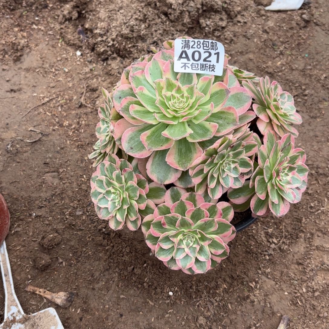 M. 021云和多肉1223