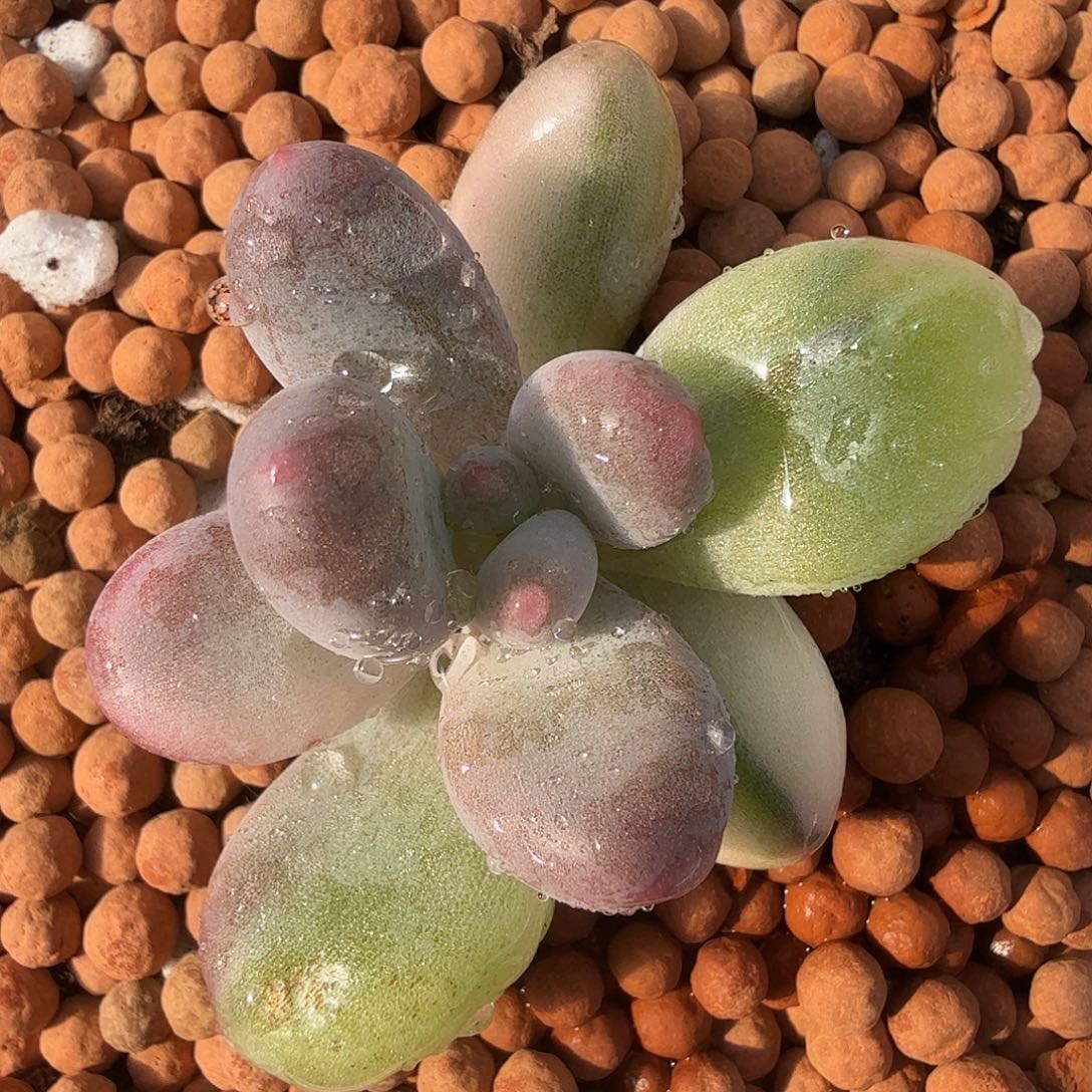 紫皮奶酪锦，多肉植物