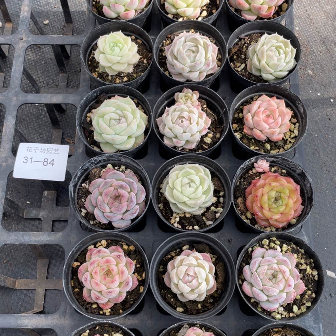 一物一拍18颗31-84