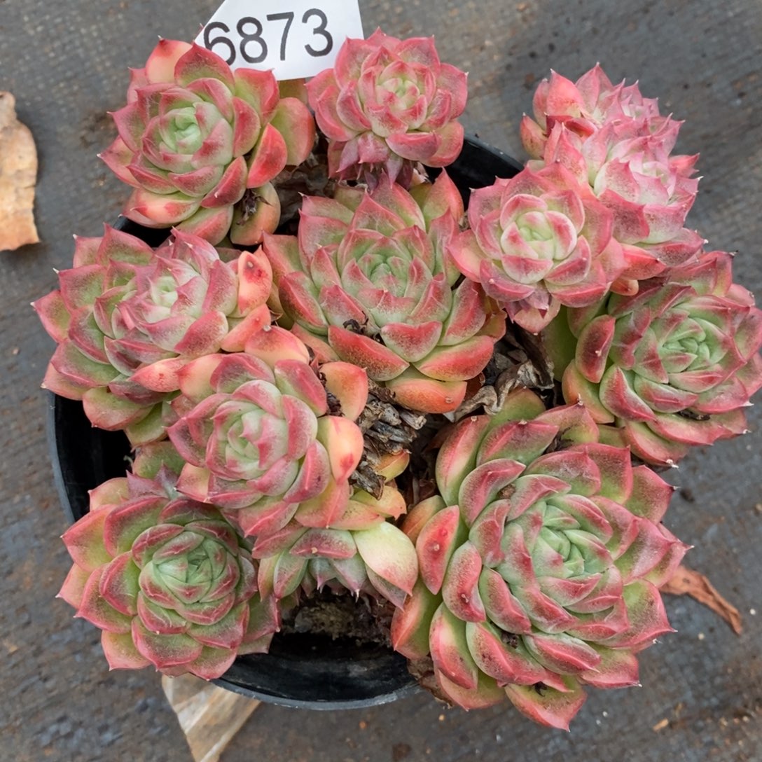 林***D杂交精品多肉6873~13厘米