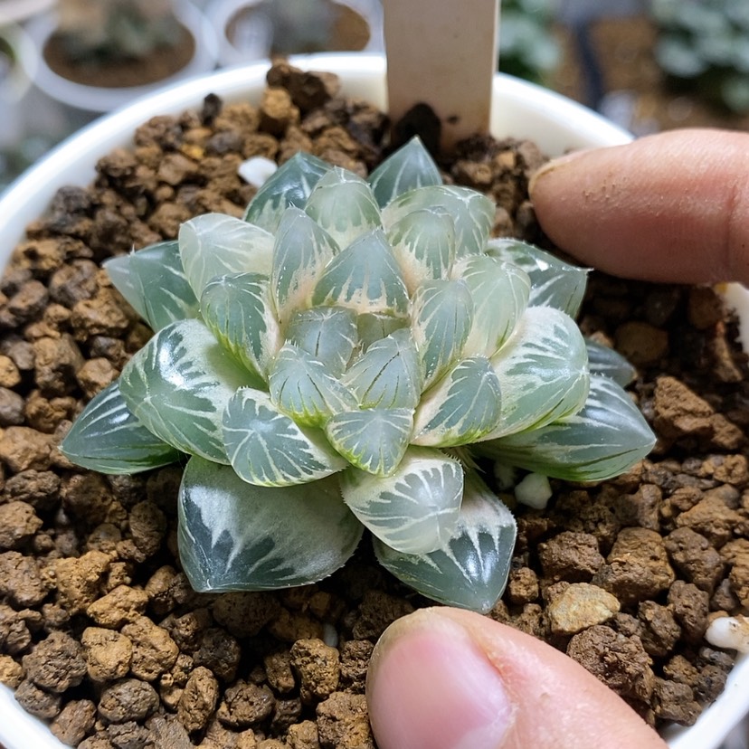 【闪购商品】38糊斑霓虹灯