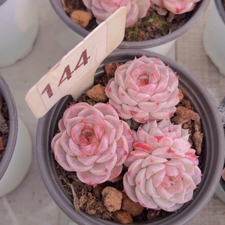 健健康康平平安安