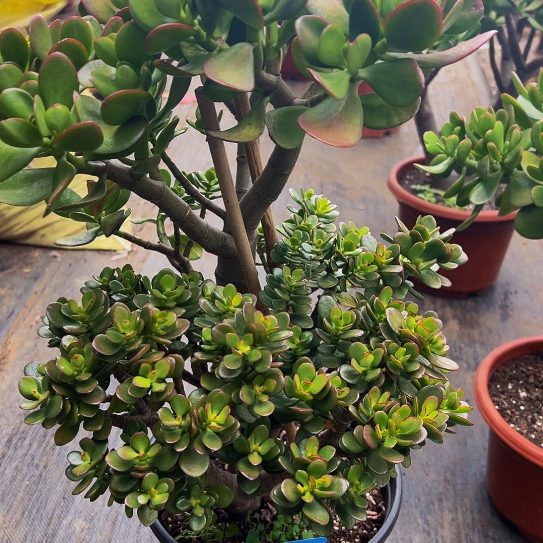 稀有糖果花月阴阳变异脱土发货7318