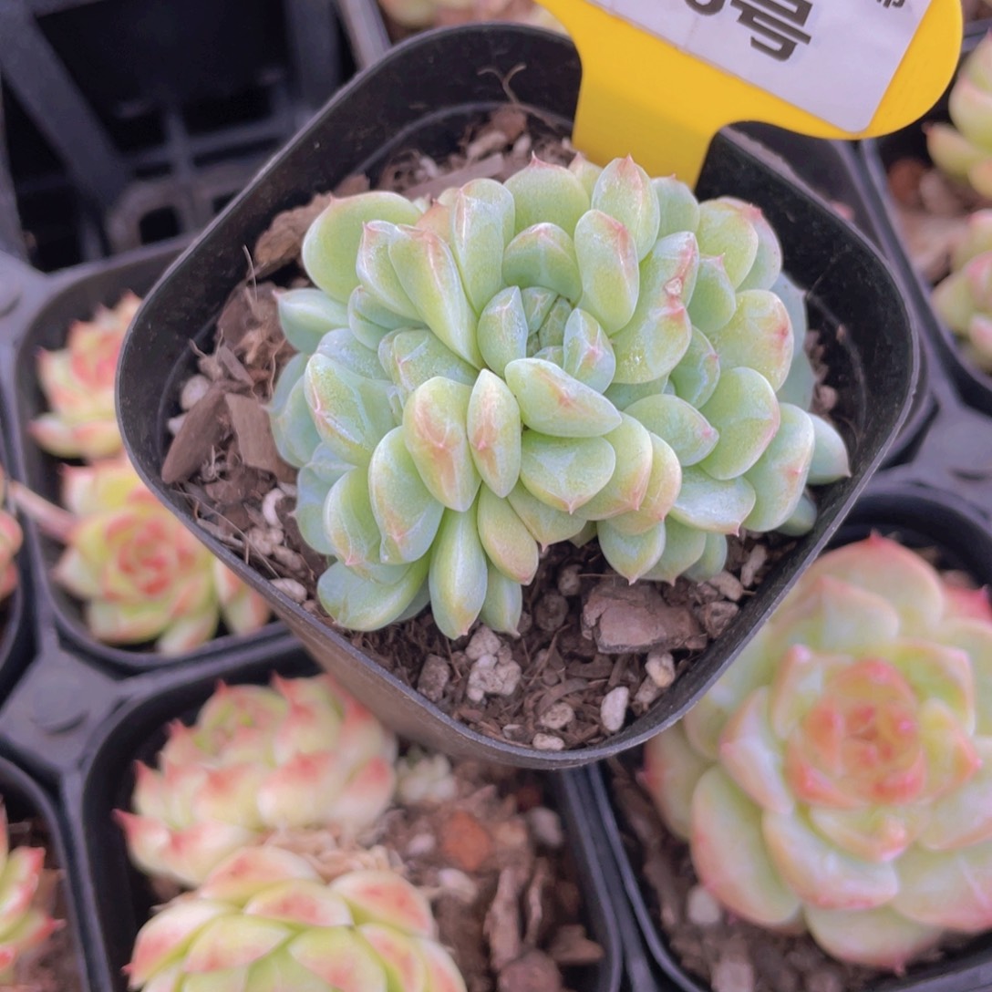 846号 奶油白桃汽水朵朵缀