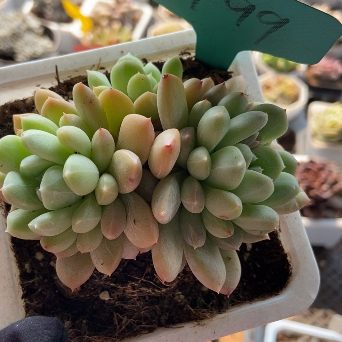 1499百搭翡翠多肉植物保护