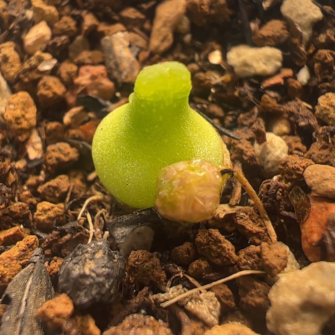 小葫芦母本多肉植物百科