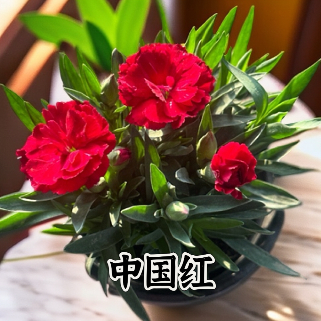 中国红➕玫粉色➕少女粉康乃馨石竹盆栽带花苞四季开花室内外好养活