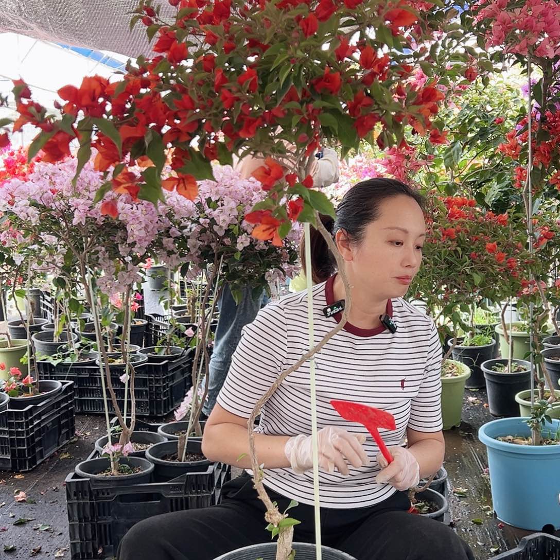 M***a大部分花苞少量开放M89红桑巴