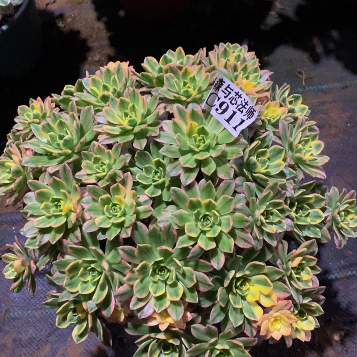 【闪购商品】911甜茶