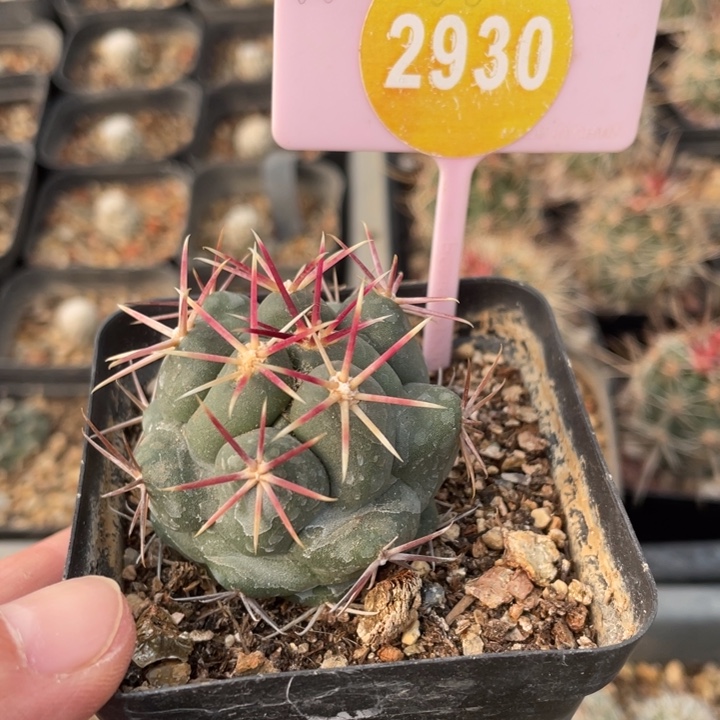 用***2实生大红鹰2930000