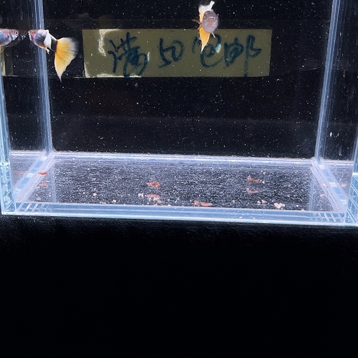 枫***流孔雀鱼计程车黄礼服