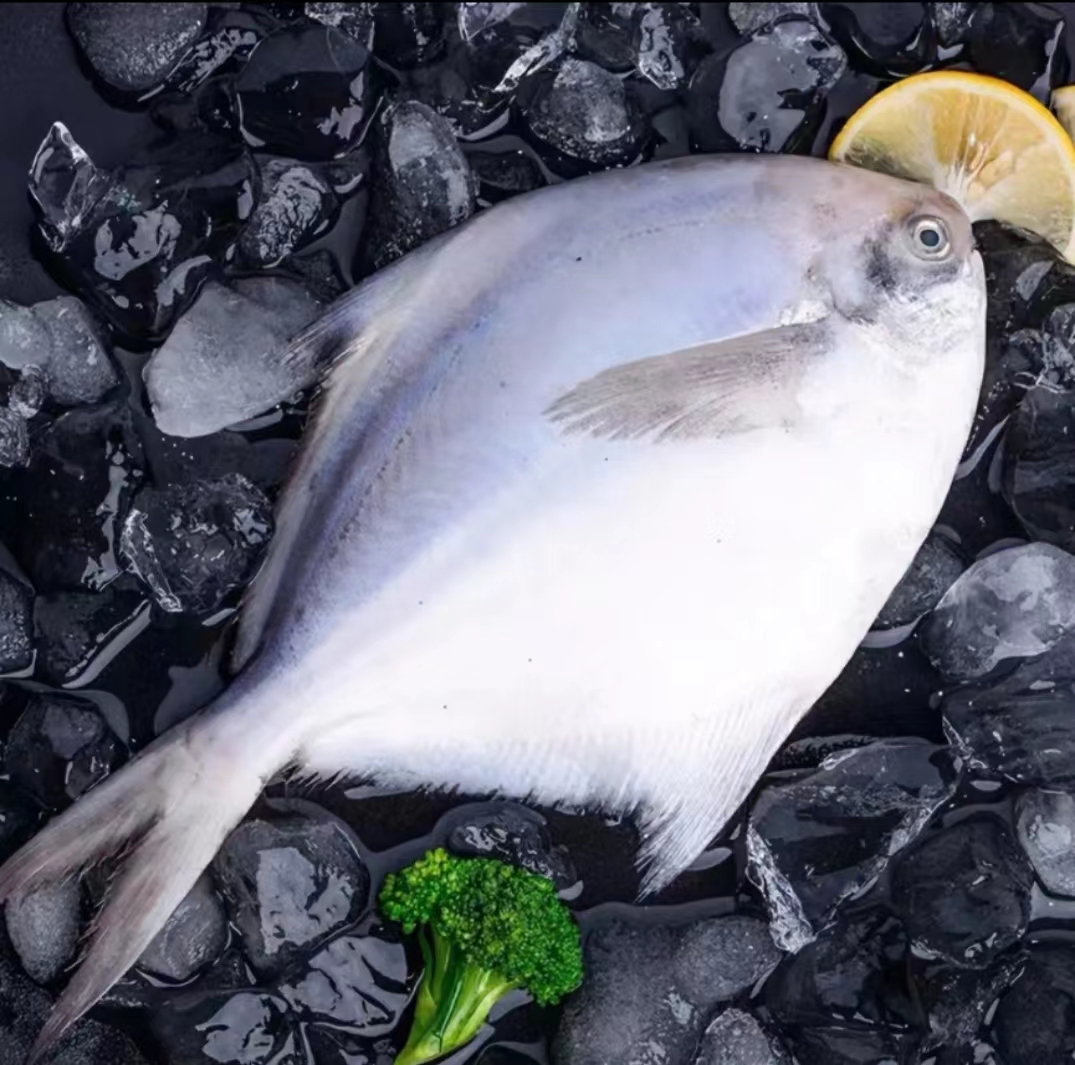 【京东冷链发货】海捕银鲳鱼 肉肥新鲜 一斤/四条 刺少肉嫩