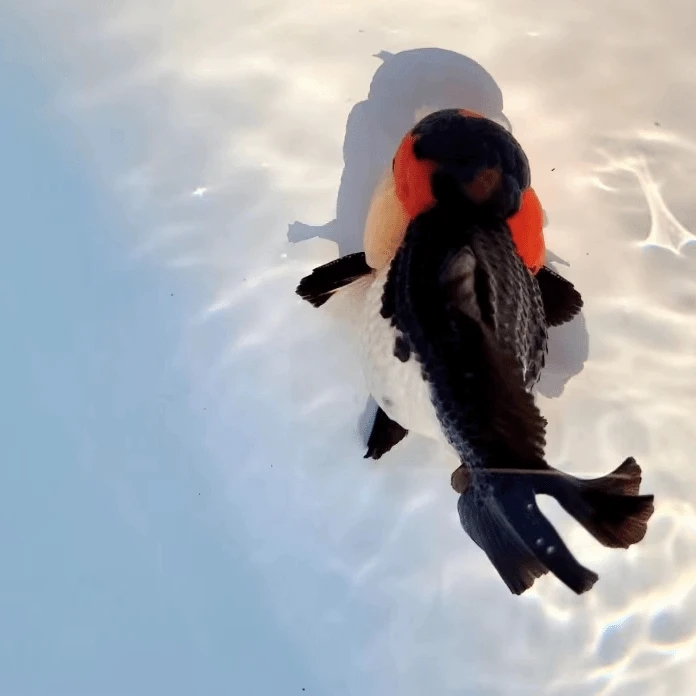 进口玛丽拍前与主播沟通好，售出概不退换)有增艳效果