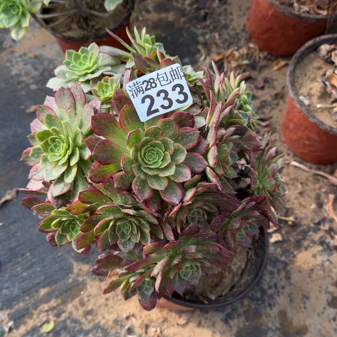 万黄锦多肉233满28包邮断枝不包