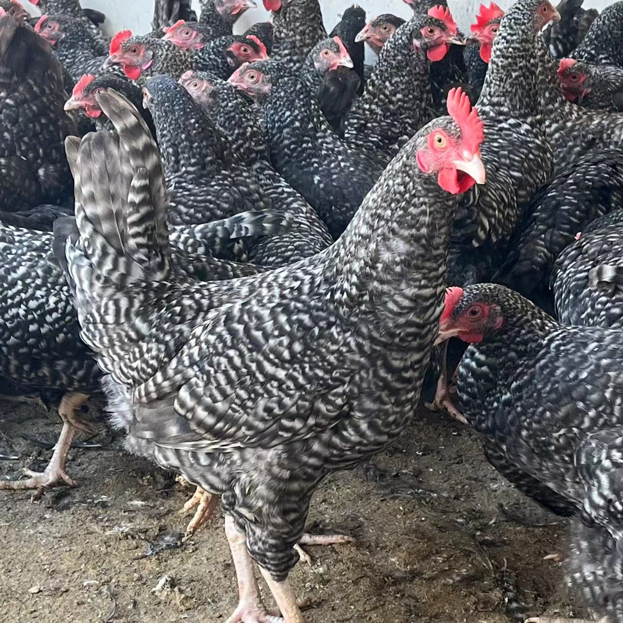 4只青年芦花鸡品种 宠物鸡包邮到家