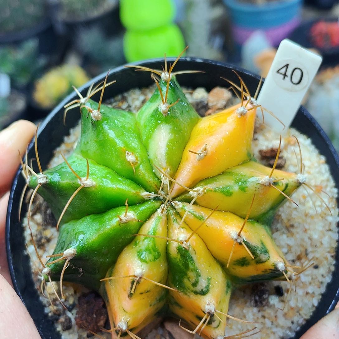 非偏远地区满25包邮仙人球