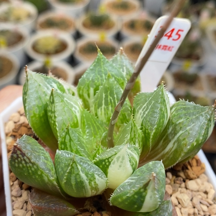 345号宝莲灯锦带盆发货