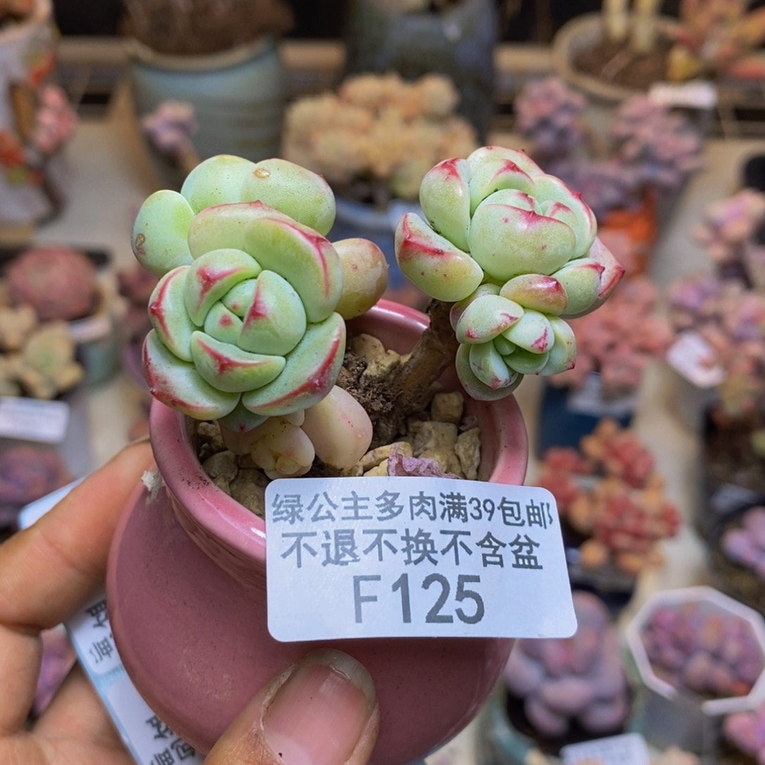 125丸叶香草多肉3c m