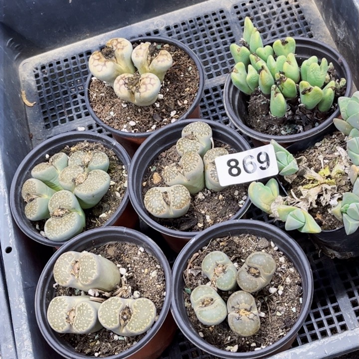 869生石花群一物一图如图