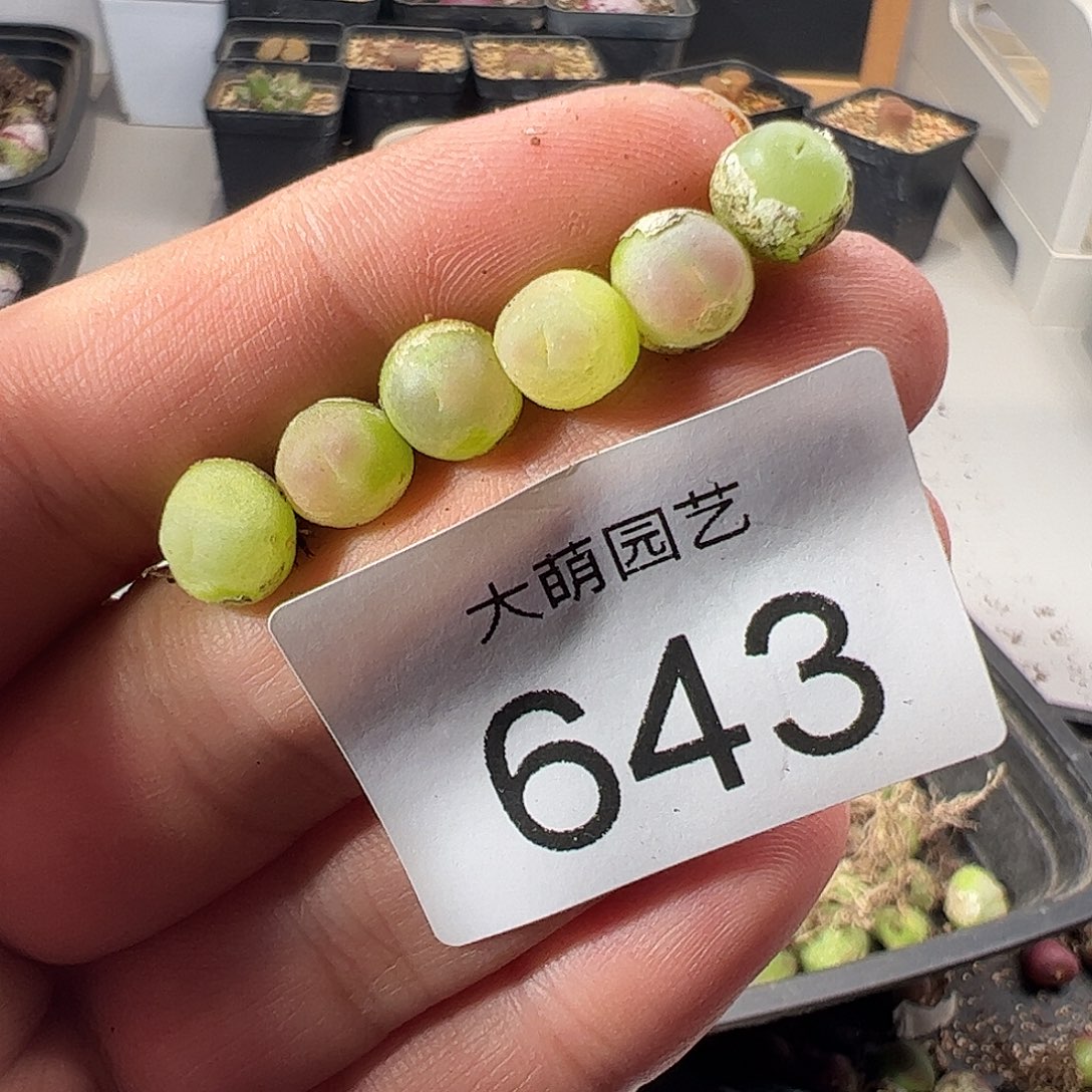 一物一拍。        643