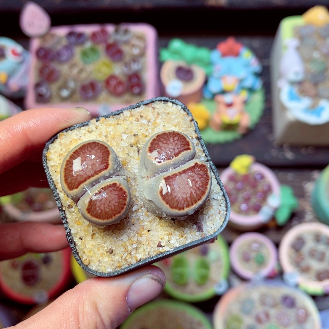 229生石花带盆发1