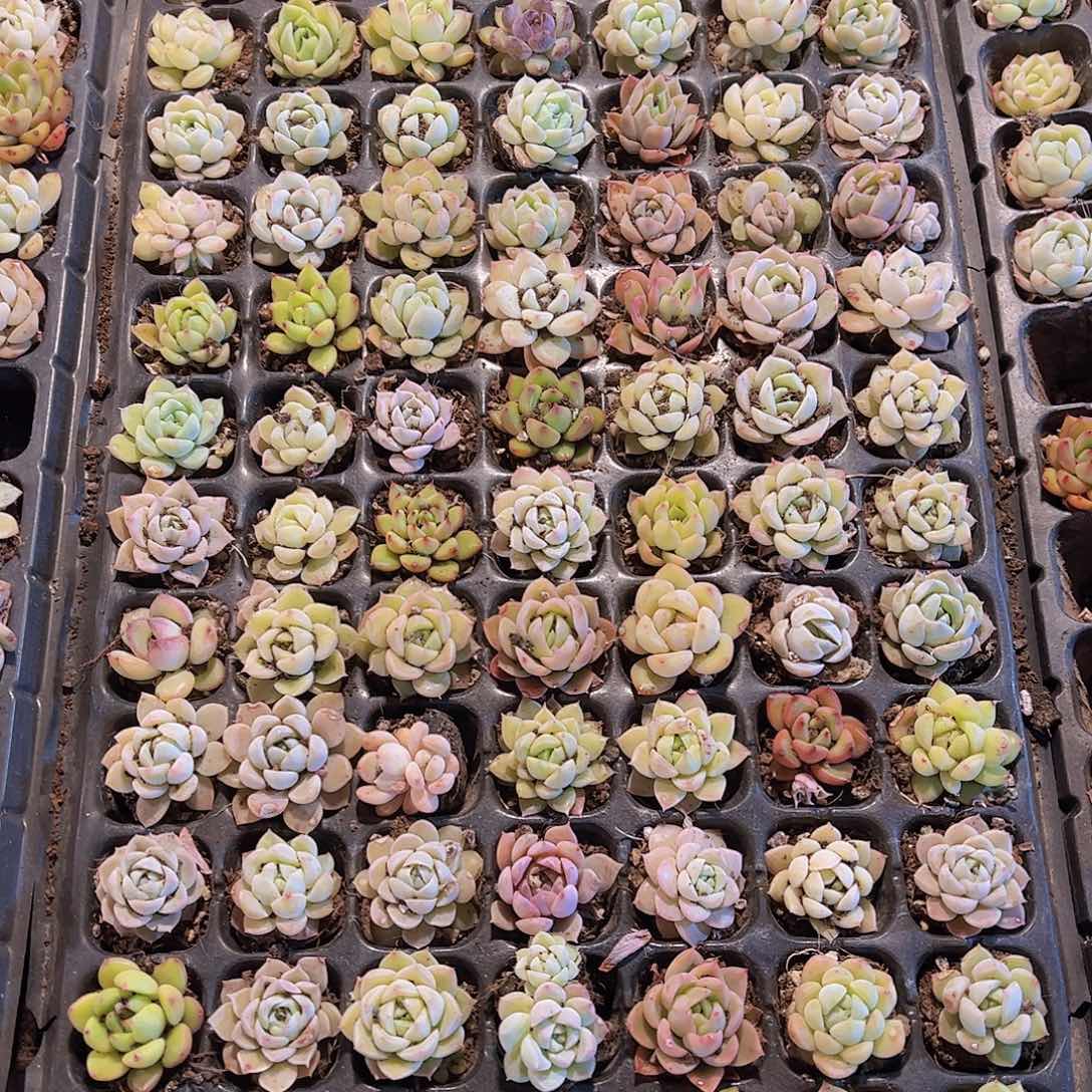 直播福利一物一拍159