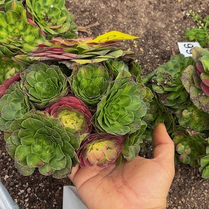多肉植物福利867个