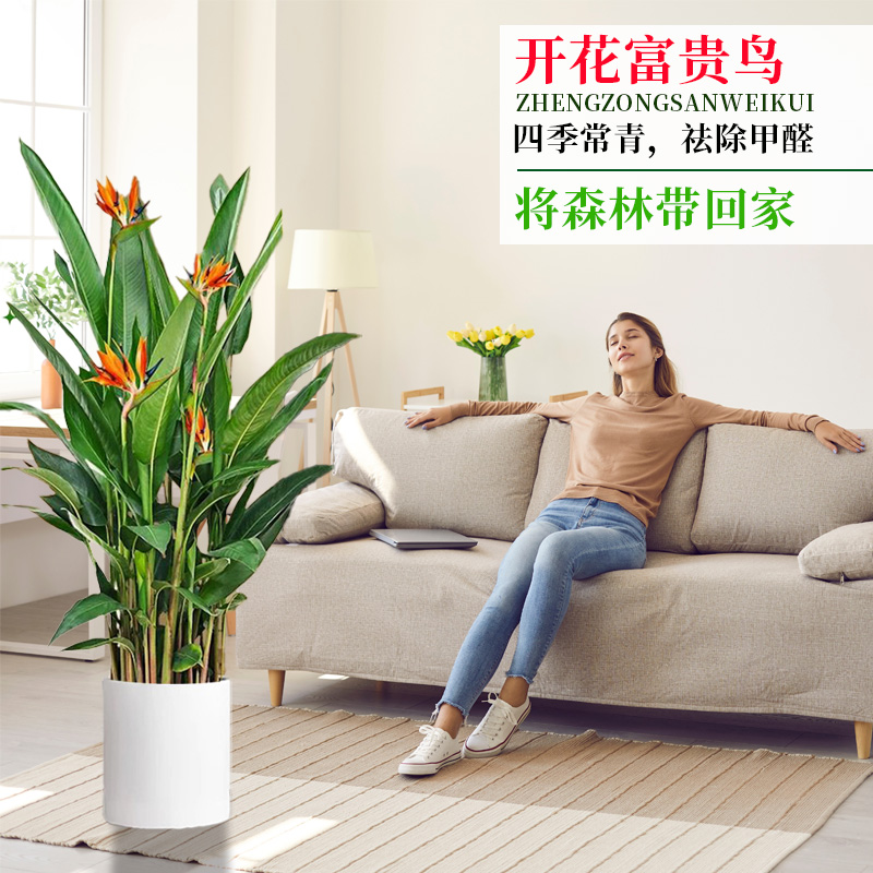 【顺丰送货上门】1.1-1.3米富贵鸟常年开花绿植室内吸甲醛四季开花