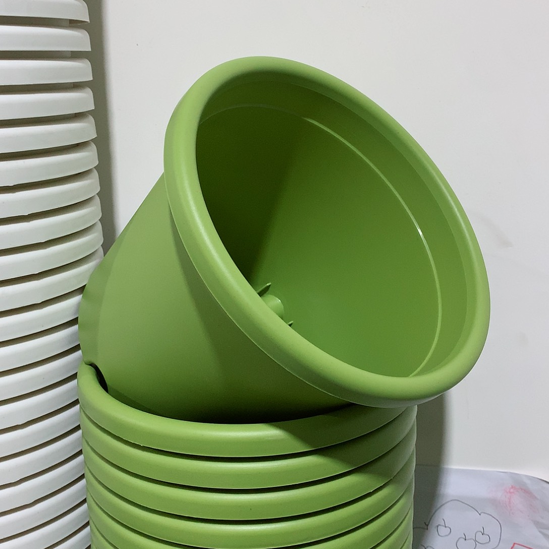 树脂四季口21果绿10个无托