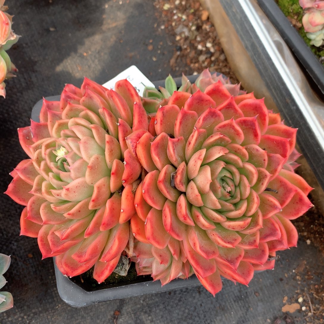 6731杂交多肉植物基地