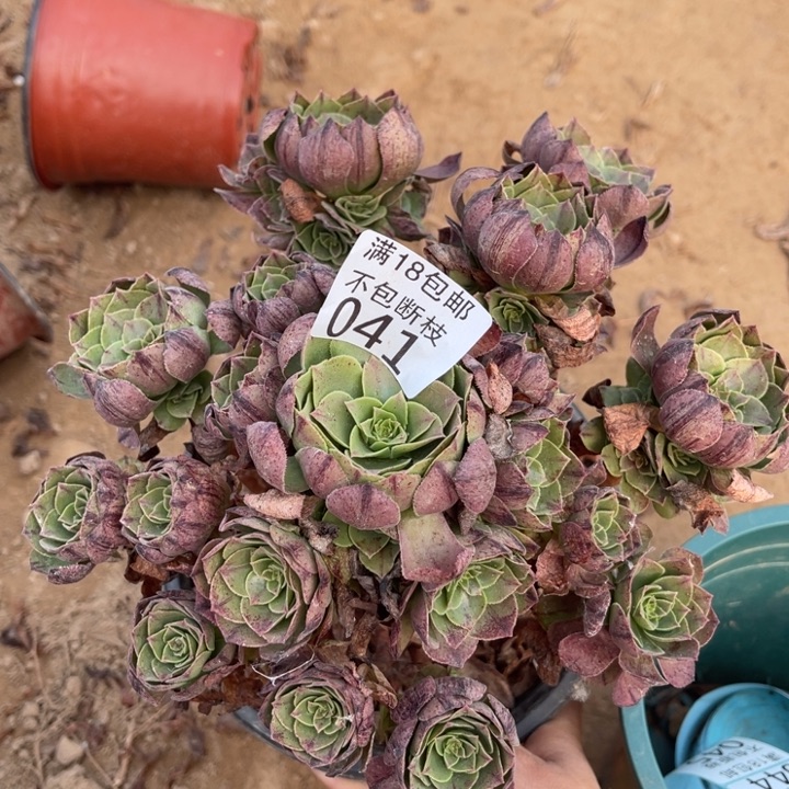 041万拉丝手捧1北法师